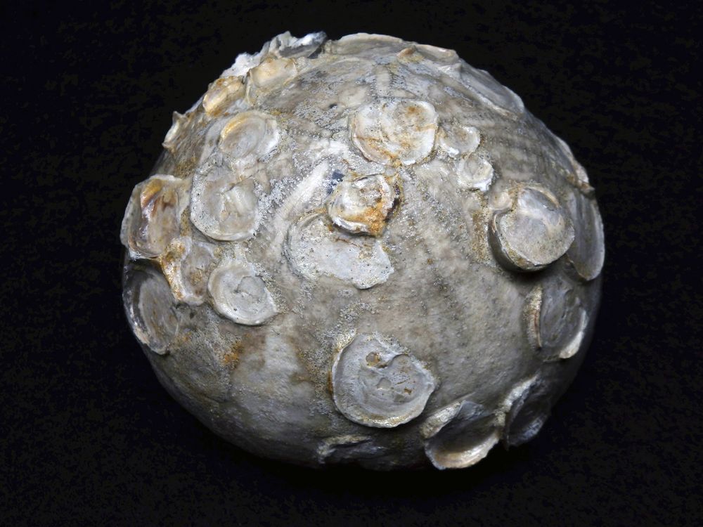 Fossiler Seeigel aus der Kreidezeit - Echinocorys vulgaris humilis