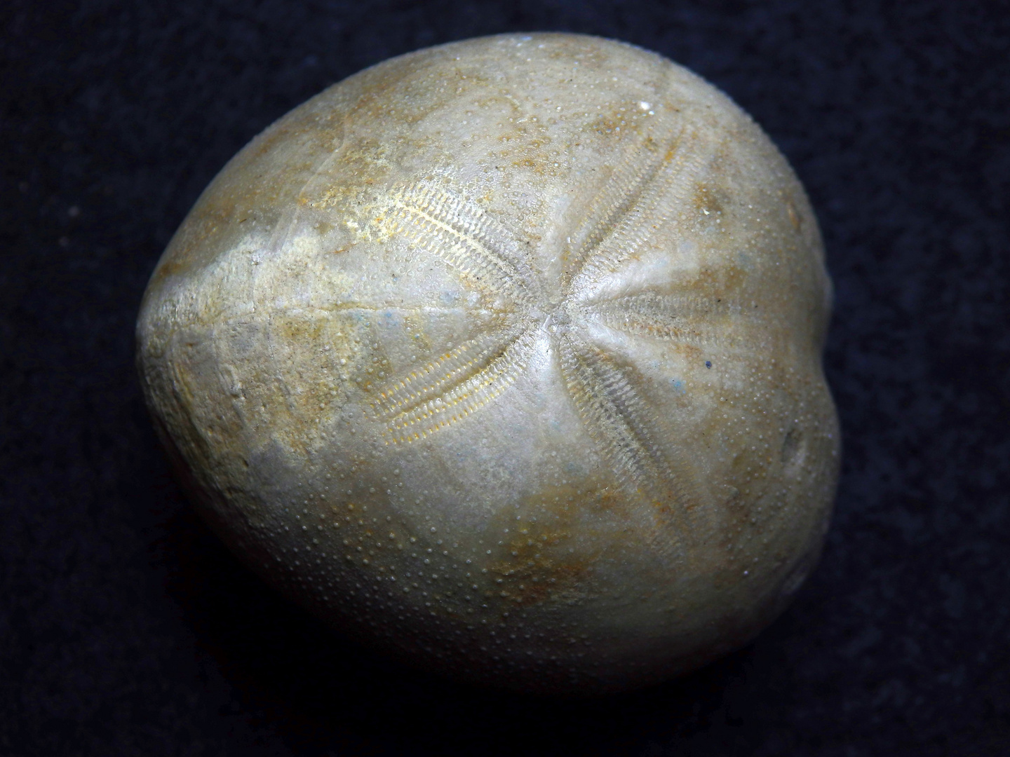 Fossiler Seeigel aus der Kreidezeit - Micraster