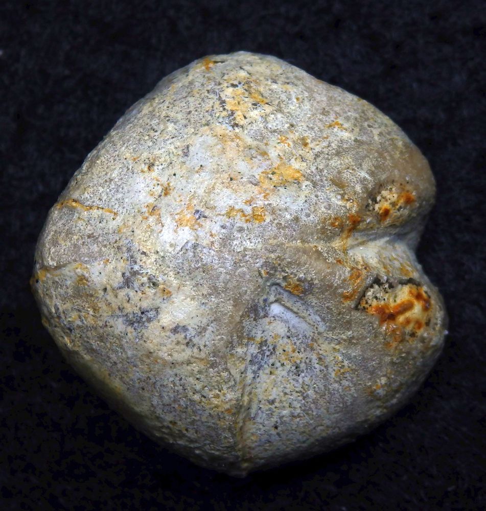 Fossiler Seeigel aus der Kreidezeit - Micraster glyphus