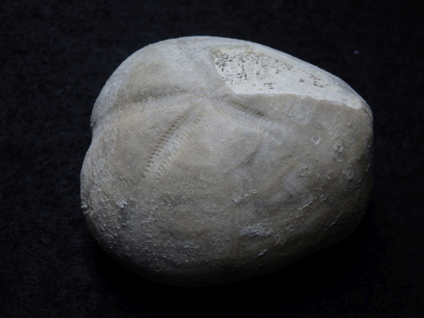 Fossiler Seeigel aus der Kreidezeit - Micraster leskei
