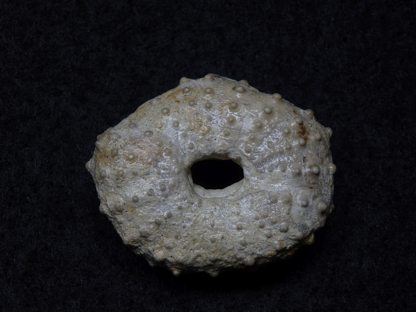 Fossiler Seeigel aus der Kreidezeit - Phymosoma ornatissimum