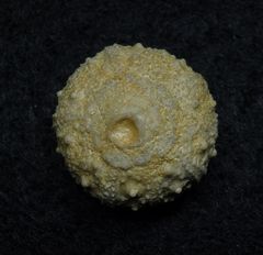 Fossiler Seeigel aus der Kreidezeit - Salenia heberti