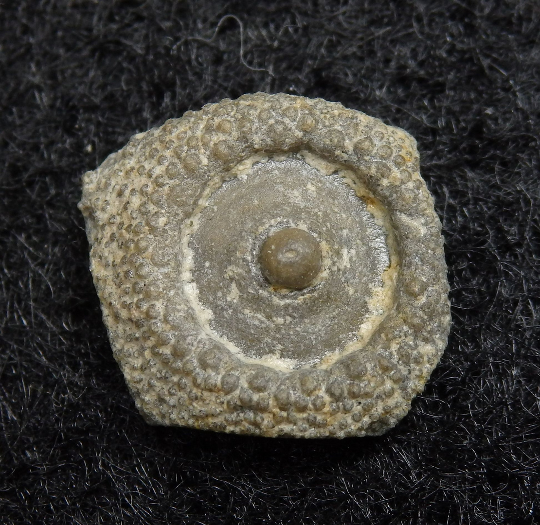 Fossiler Seeigel aus der Kreidezeit - Stereocidaris darupensis