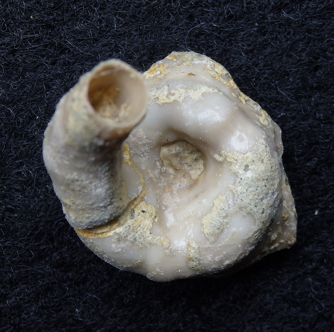 Fossiler Spiralröhrenwurm - Rotularia sp.