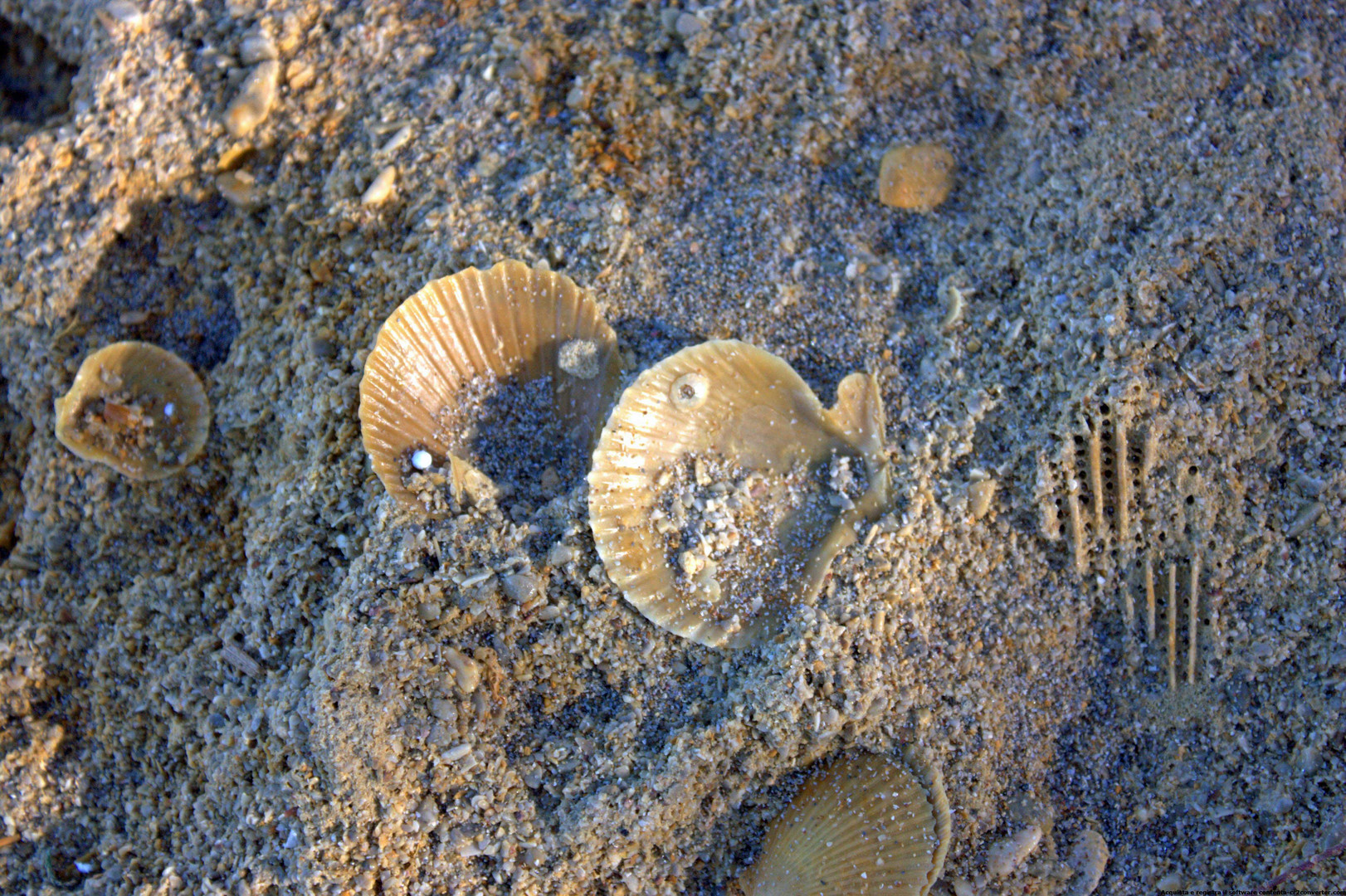 FOSSILI