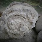 Fossilie -  Eifel