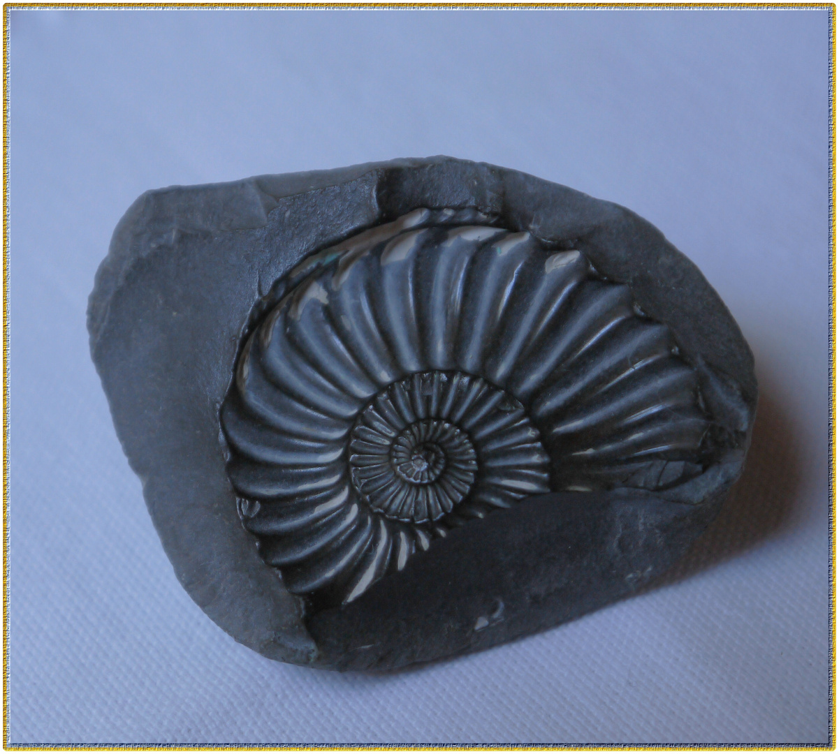 Fossilie Schnecke