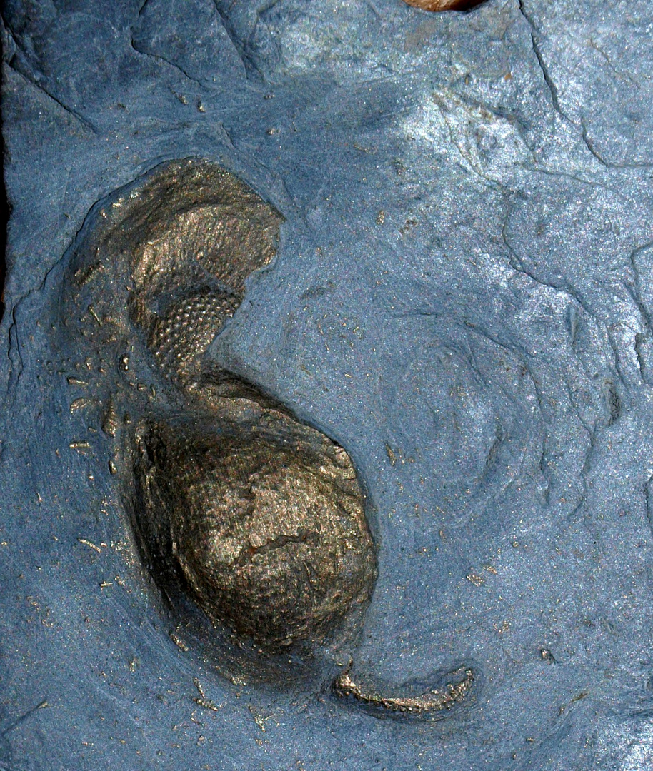 Fossilie Trilobitenkopf