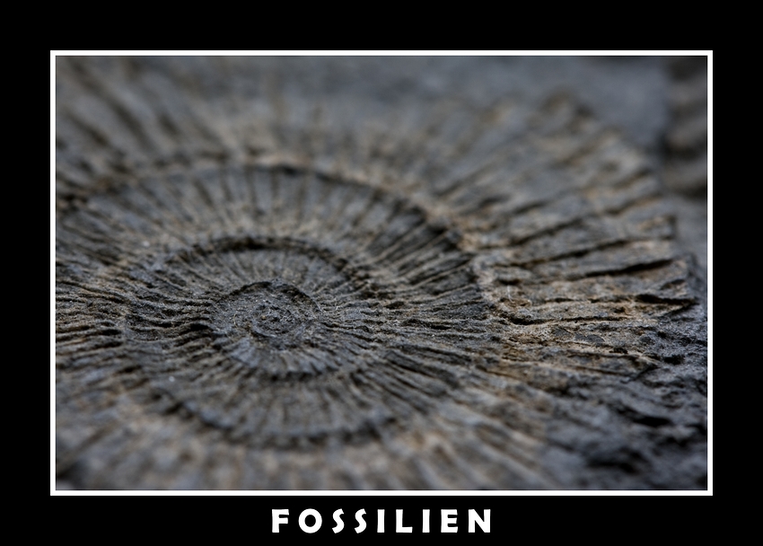 FOSSILIEN...