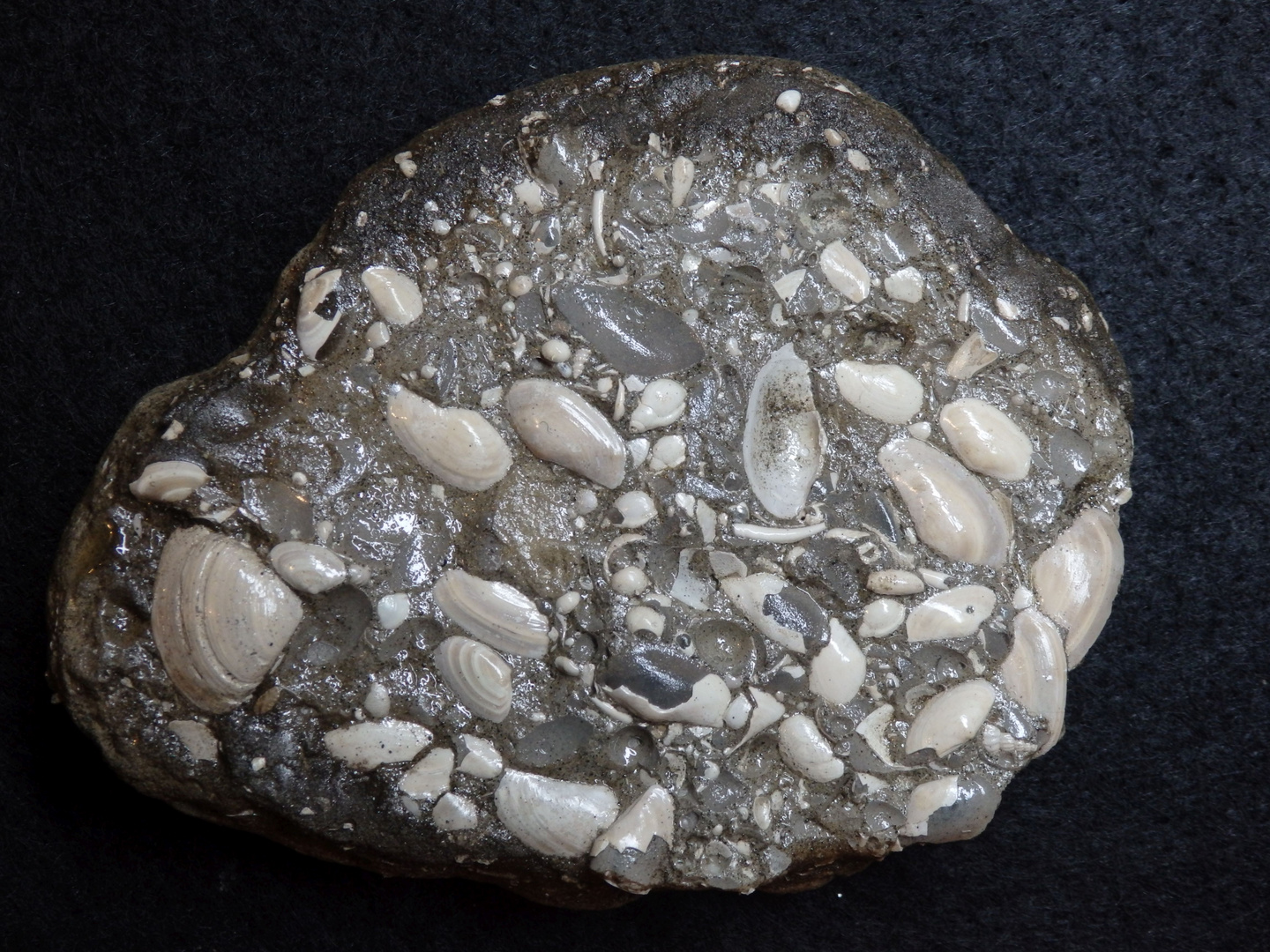 Fossilien aus der Tertiärzeit - Flensburger Gestein