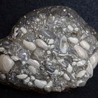 Fossilien aus der Tertiärzeit - Flensburger Gestein