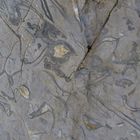Fossilien im Stein