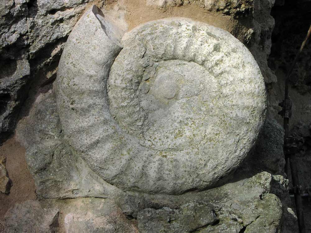 Fossilien in der Fränkischen Schweiz