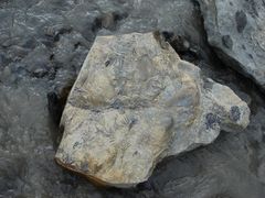 Fossilien in Longyearbyen - Spitzbergen - Norwegen - Juli 2007