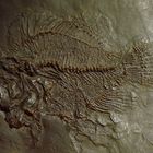 Fossilier Fisch (Sägebarsch/Messel/D)