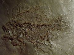 Fossilier Fisch (Sägebarsch/Messel/D)