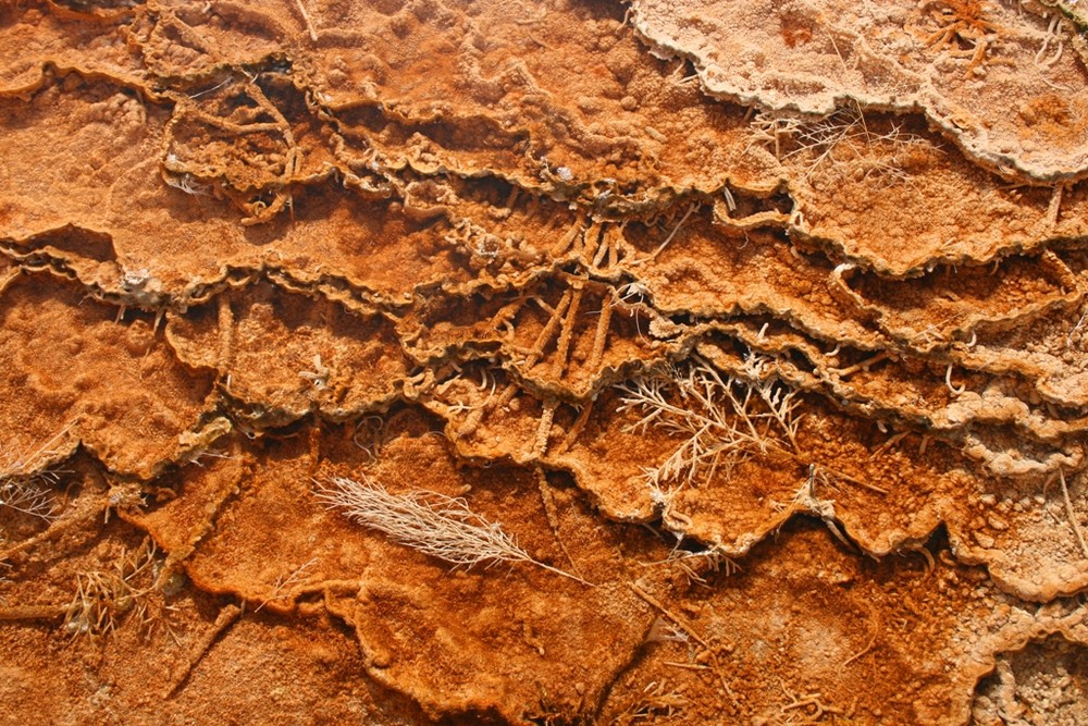 Fossilising of plants in hot springs Yellowstone Park