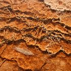 Fossilising of plants in hot springs Yellowstone Park