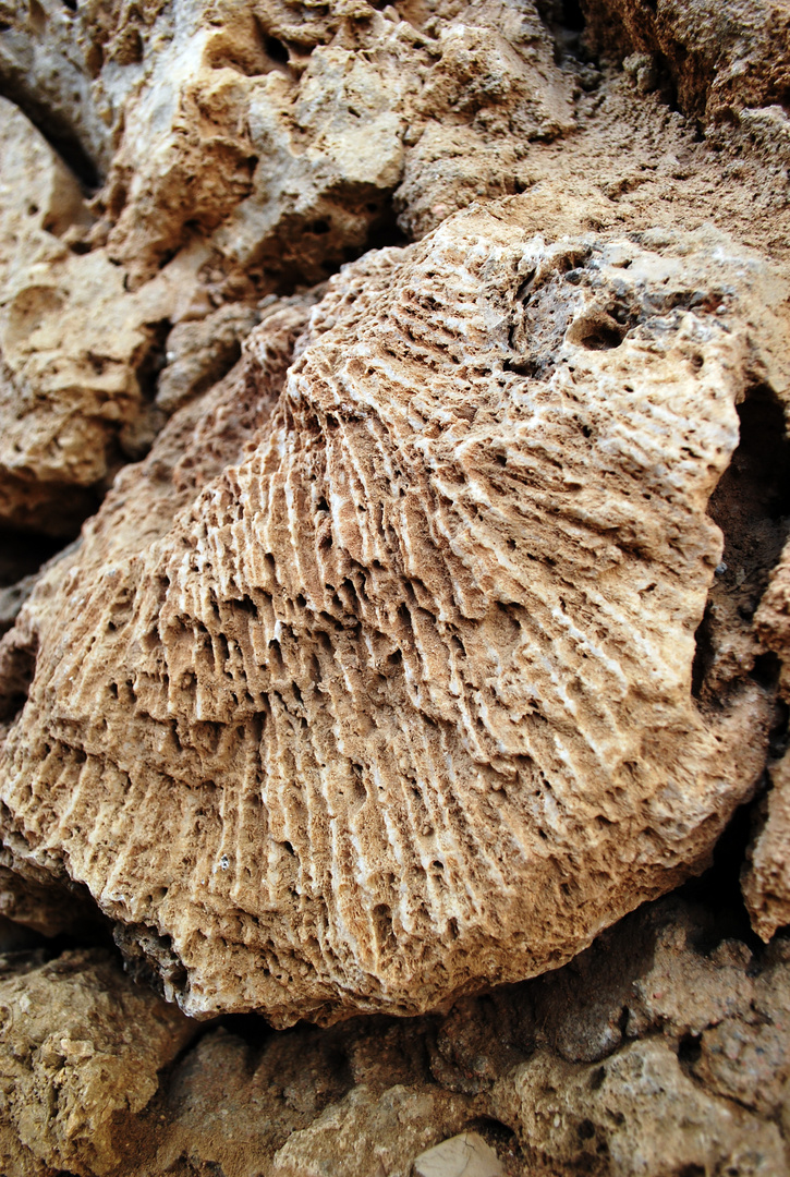 Fossils