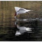 Foster's Tern