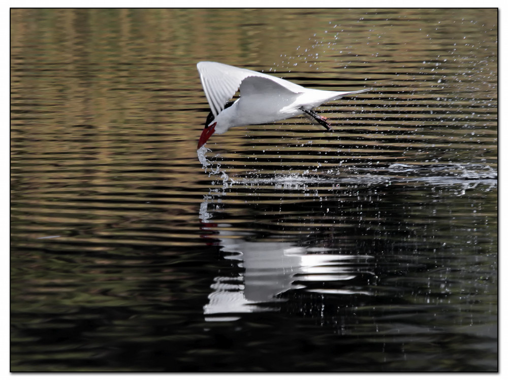 Foster's Tern