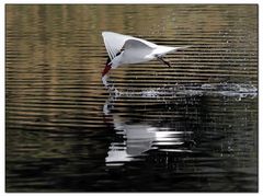 Foster's Tern