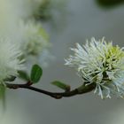 Fothergilla