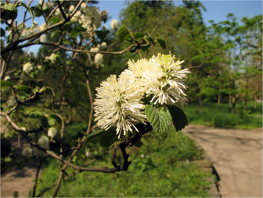 Fothergilla major