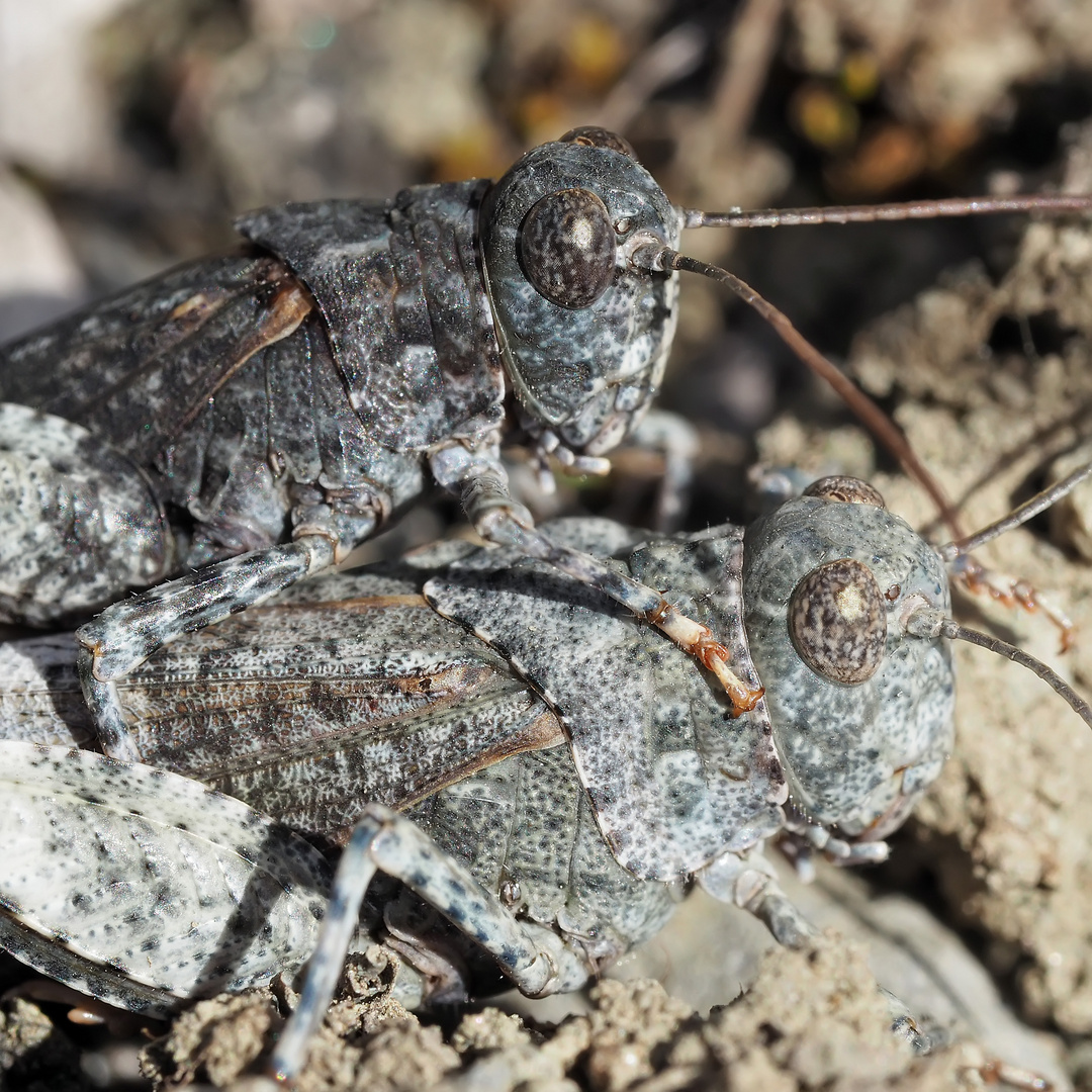 Foto 1: Heuschrecken-Liebe! Rotflügelige Ödlandschrecke (Oedipoda germanica)