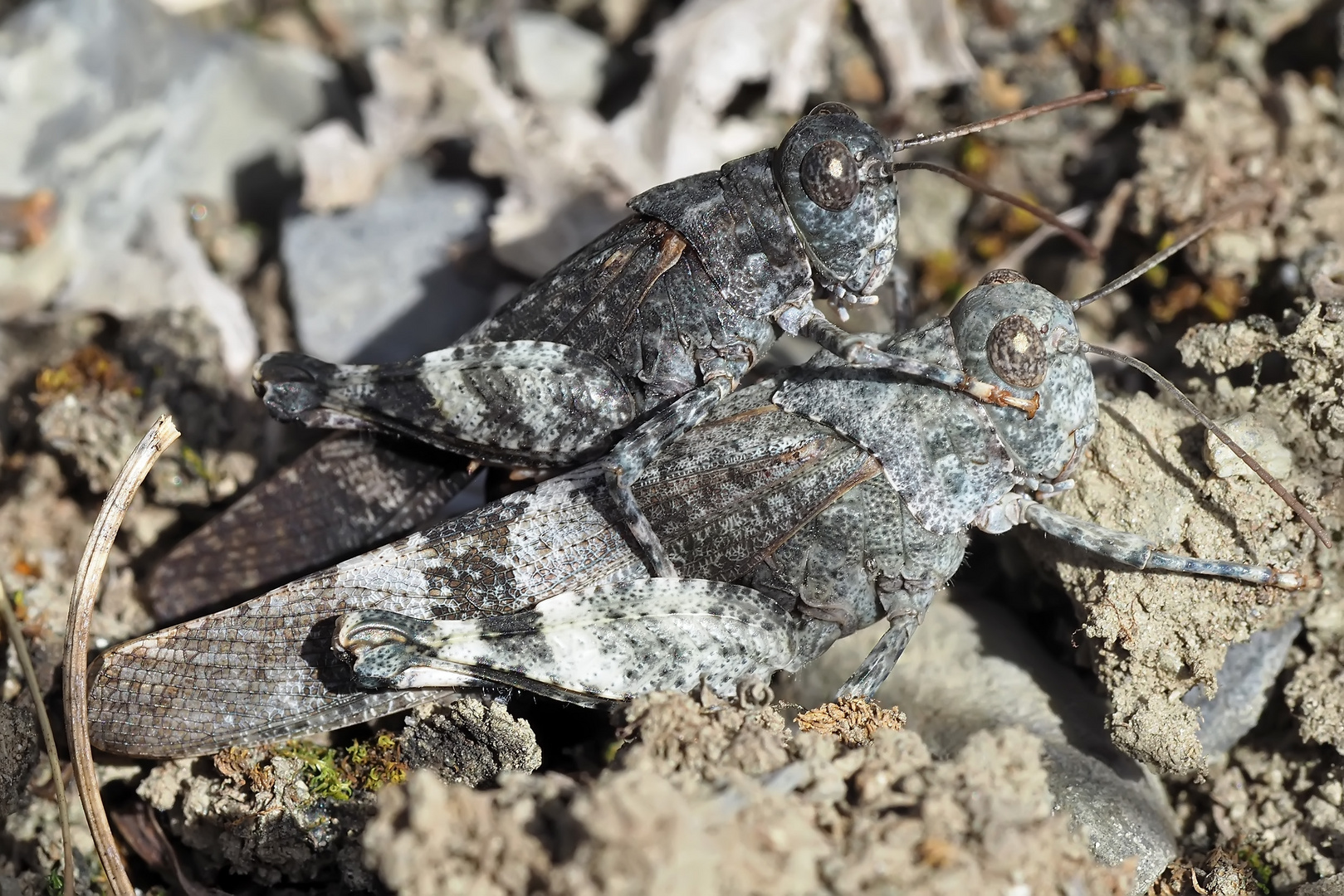 Foto 2: Heuschrecken-Liebe! Rotflügelige Ödlandschrecke (Oedipoda germanica)