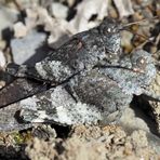Foto 2: Heuschrecken-Liebe! Rotflügelige Ödlandschrecke (Oedipoda germanica)