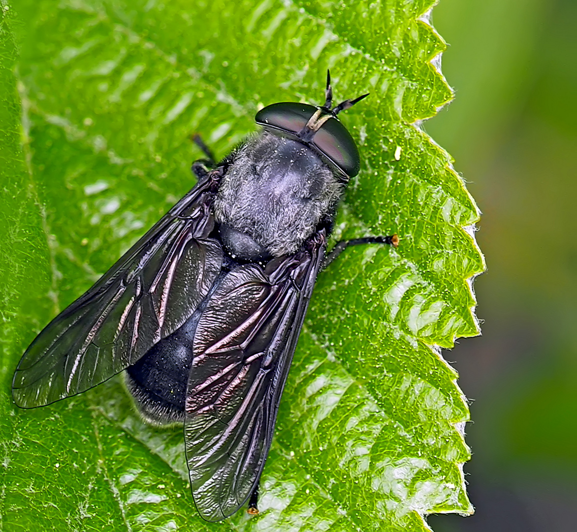 Foto 2 ohne Halos*: Die imposante Schwarze Bremse (Hybomitra bimaculata)! - Le Taon noir!  Photo 1+2