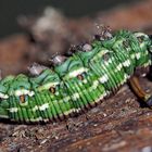 Foto 2: Raupe vom Kiefernschwärmer (Hyloicus pinastri) * - Chenille du Sphinx du pin.