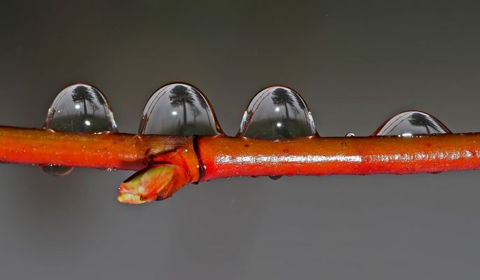 Foto 2: Regentropfen..., um 180 Grad gedreht. * 