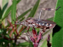 --- FOTO 4 --- Die Amerikanische Zapfenwanze (Leptoglossus occidentalis) . . .