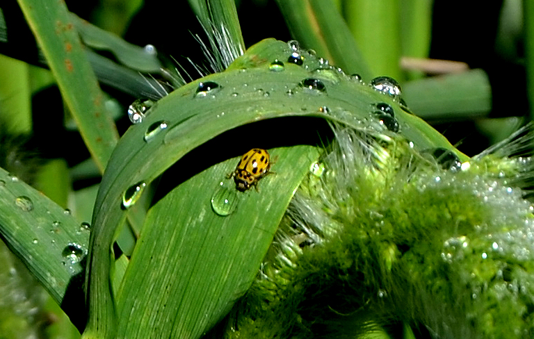 Foto Andalusien ,Wassertropfen mit Käfer von silvia stojic 