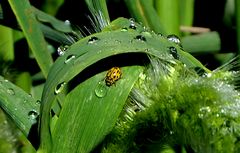 Foto Andalusien ,Wassertropfen mit Käfer