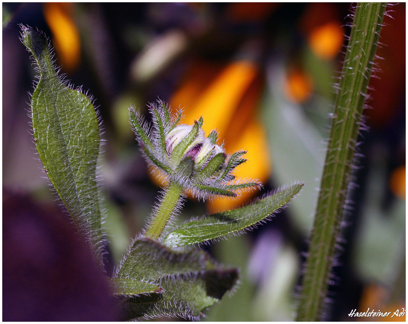 Foto aus dem Speicher > Garten 