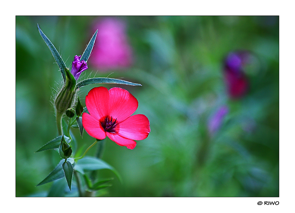 Foto aus der Blumenwiese....