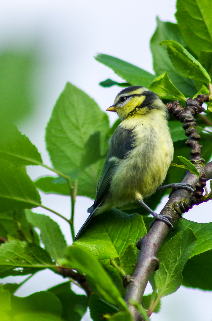 (Foto)-Ausflug in den Garten