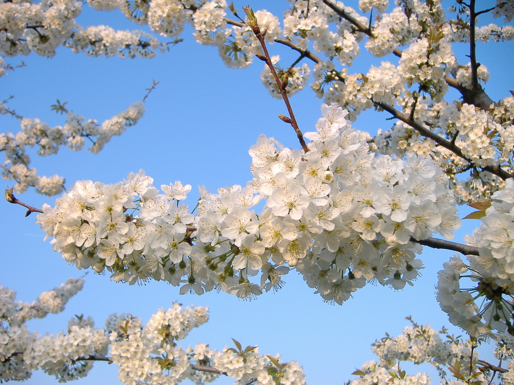 foto ciliegio in fiore