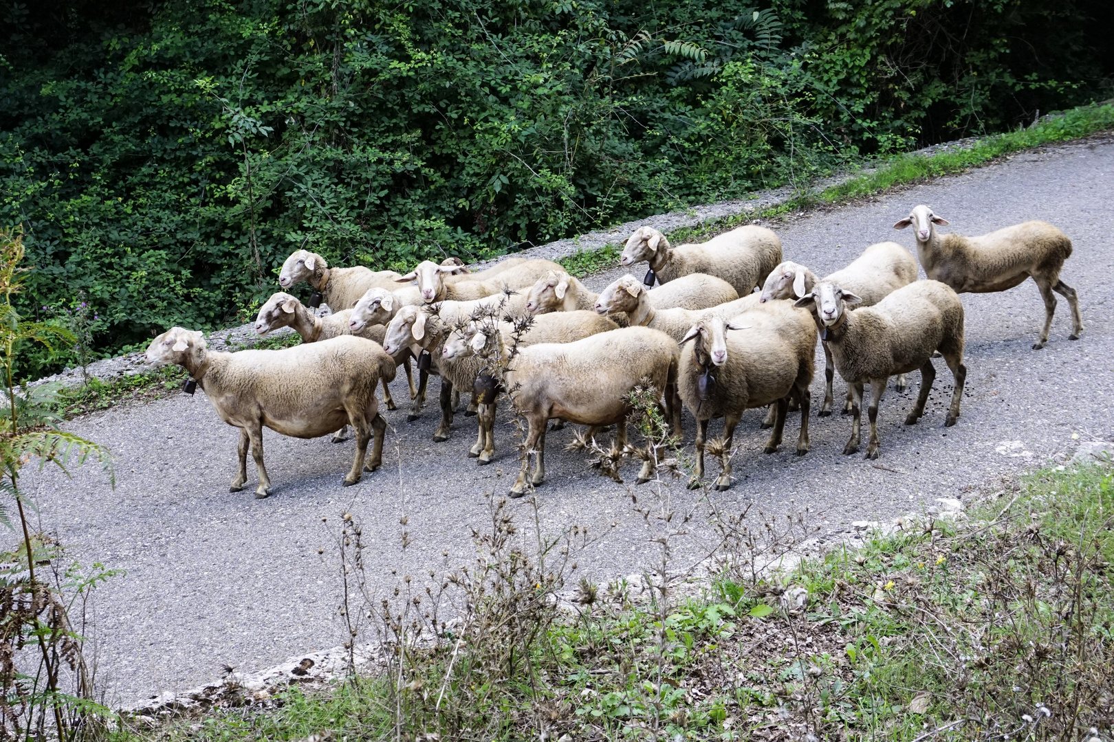 Foto di gruppo