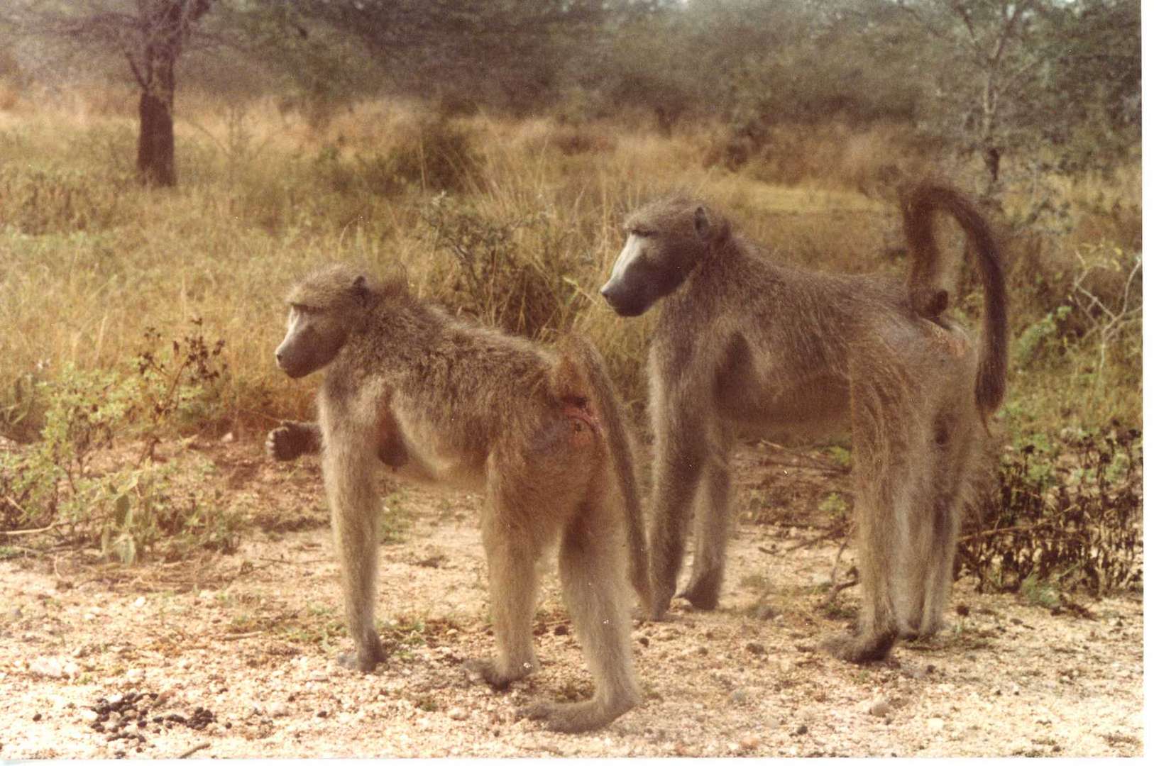 Foto di mio padre: Sud Africa, 1981_3