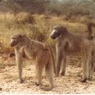 Foto di mio padre: Sud Africa, 1981_3