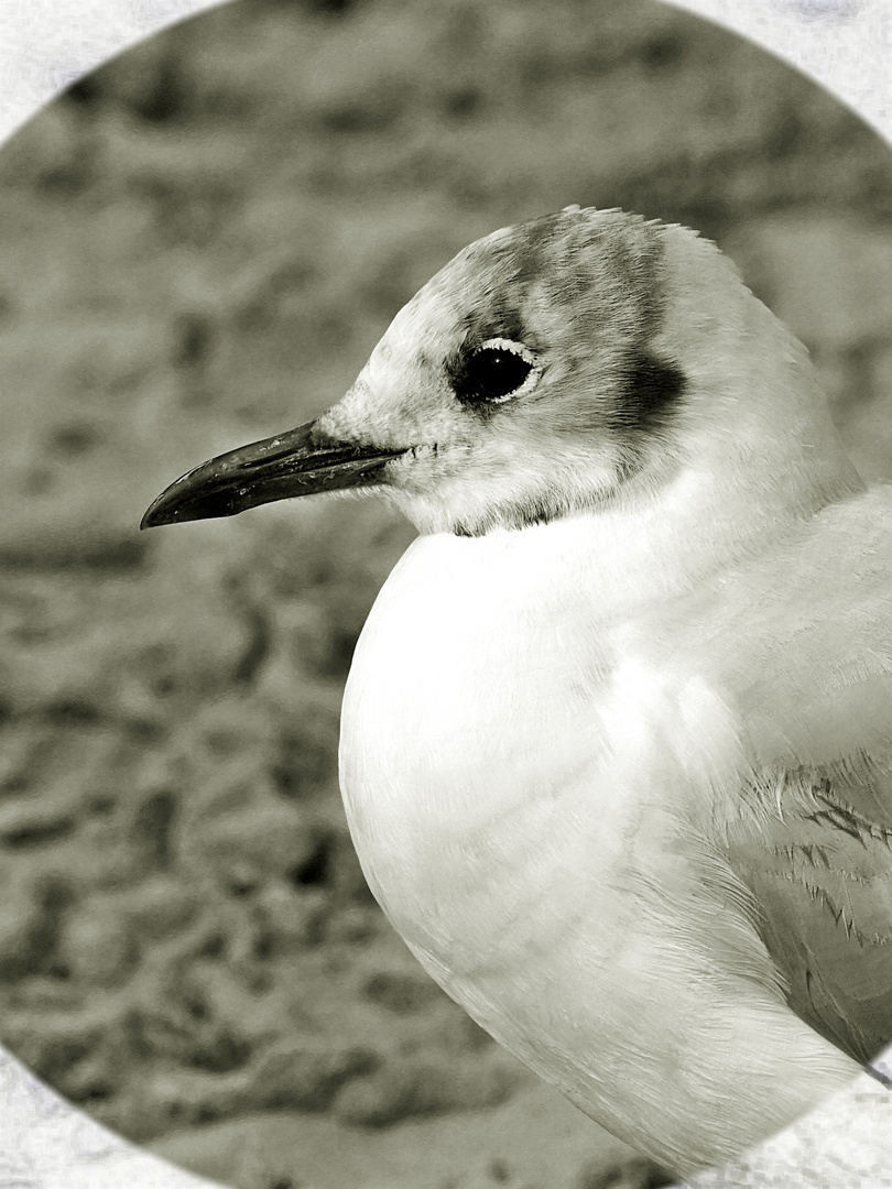 Foto einer Möwe