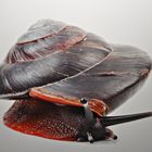 Foto einer Schnecke