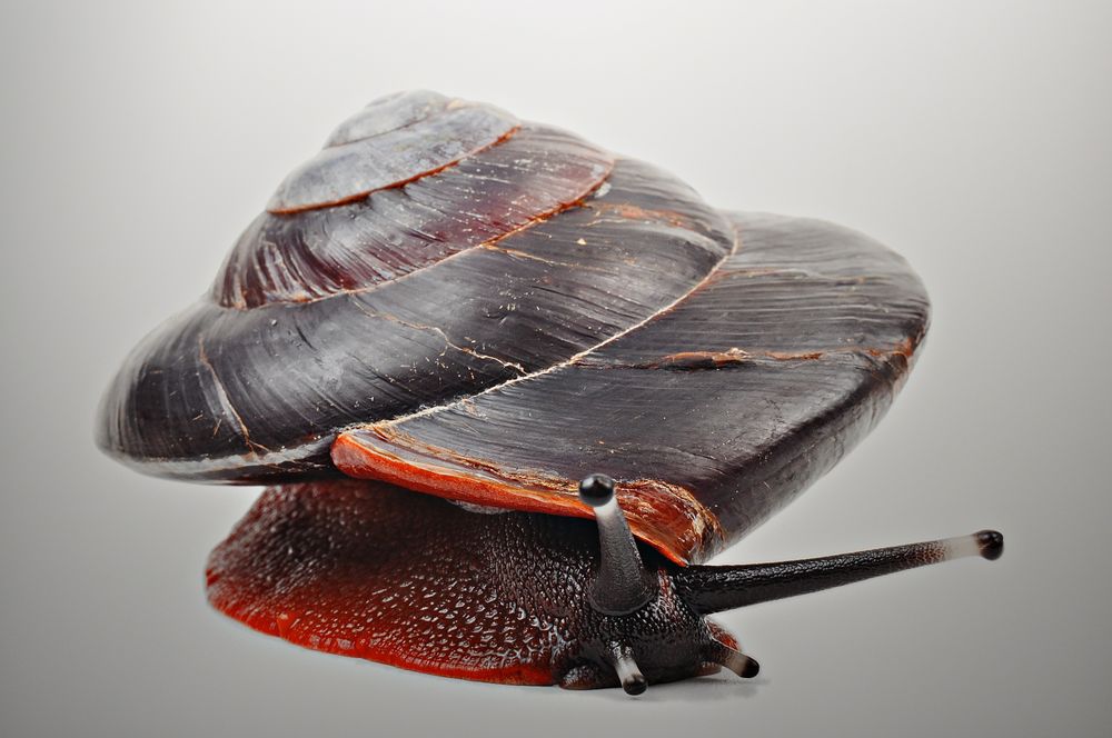 Foto einer Schnecke