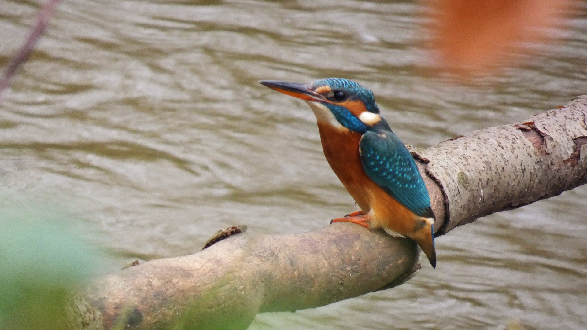 Foto Eisvogel