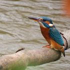 Foto Eisvogel