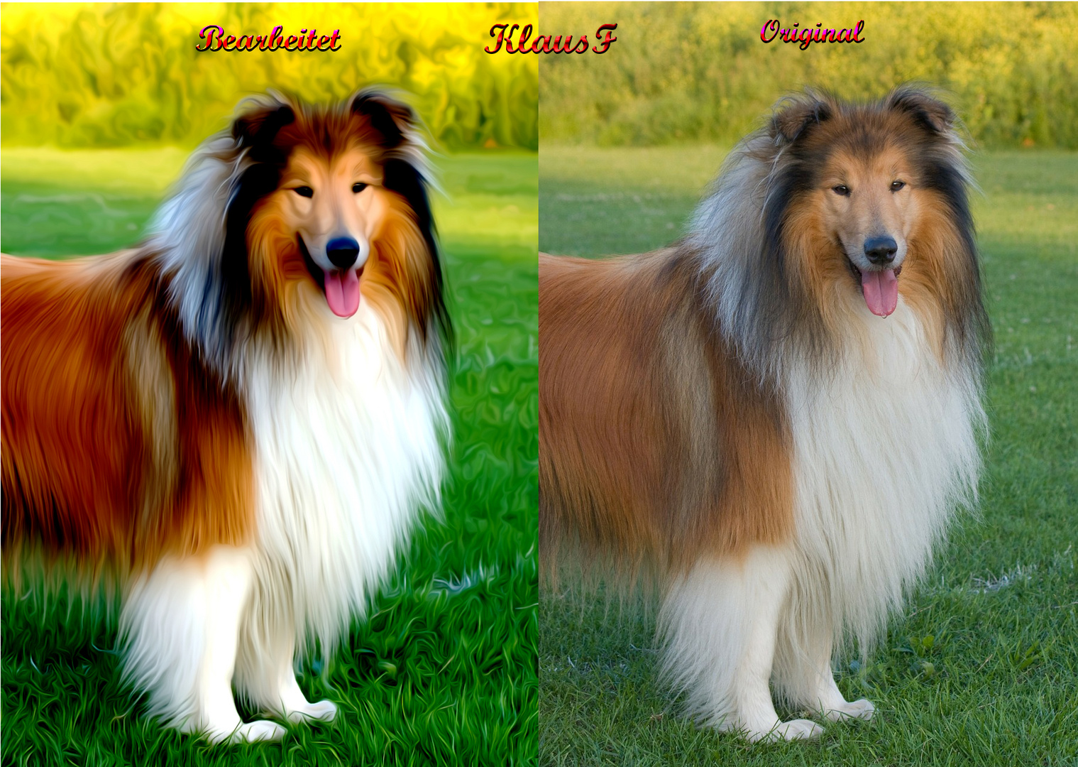 Foto Hund Vorher nachher Foto &amp; Bild original und &quot;fälschung